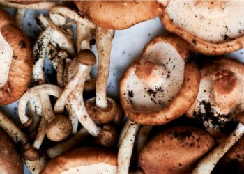 California Is Begging People to Buy Grocery Store Mushrooms Instead of Poisoning Themselves