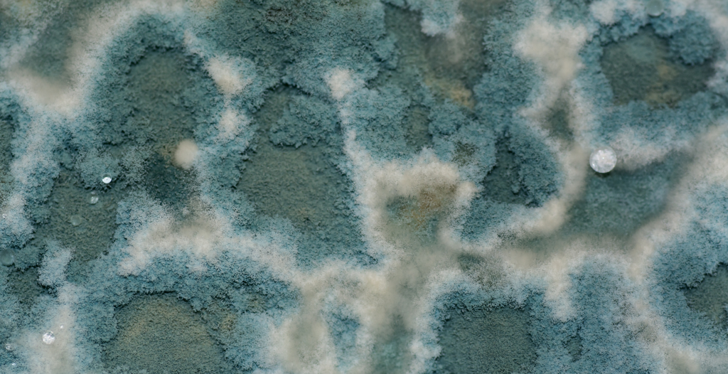 Chernobyl Fungus Has Evolved a Strange Power Under Radiation