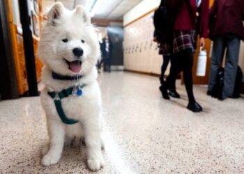 Dogs, parrots and peacocks live at this school and help ease student stress