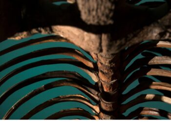 Scientists Find Youngest Mammoth Bones on Record—Except They Were Whales