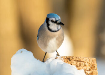 After more than 125 years, the Christmas Bird Count is more popular than ever