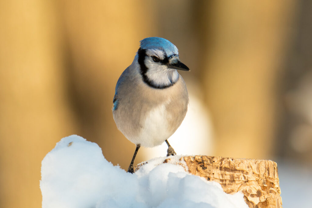 After more than 125 years, the Christmas Bird Count is more popular than ever