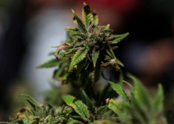 Trump set to explore expanding CBD access for seniors