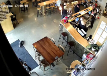 A seal walks into a bar (no, really)