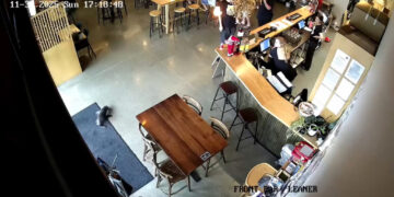 A seal walks into a bar (no, really)