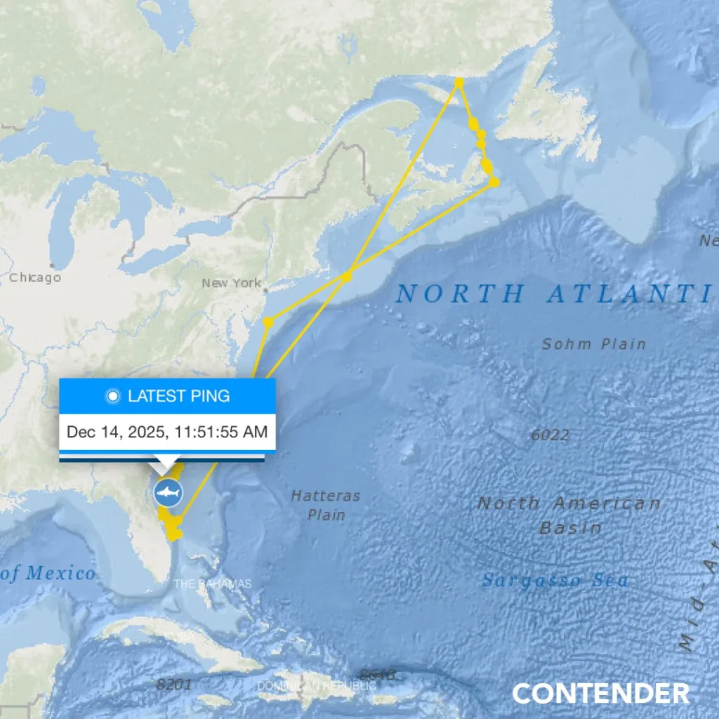 Contender's latest ping on Sunday showed he was hanging out off the coast of Jacksonville, where he's likely to stay or keep moving south until springtime. 