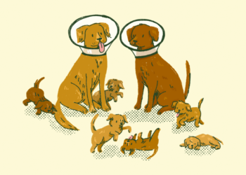 Ask a Vet: Is it cruel to neuter my dog?