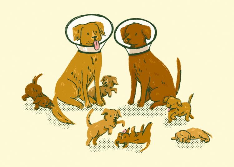 Ask a Vet: Is it cruel to neuter my dog?