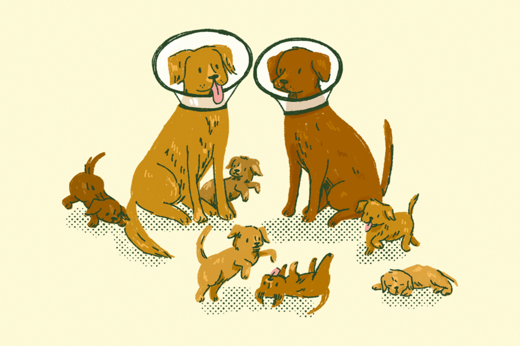 Ask a Vet: Is it cruel to neuter my dog?