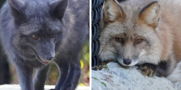 Hundreds of animals were rescued from a fur farm. Meet Sadie and Seth.
