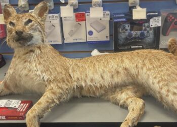 GameStop’s ‘Trade Anything Day’ Got Pretty Weird. Who Didn’t See That Coming?