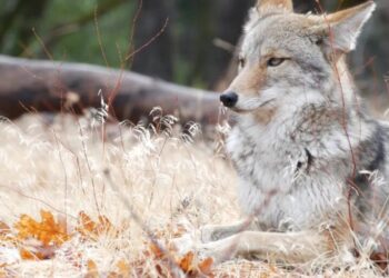 Why coyotes won’t become the new wolves and what it has to do with moose and beaver