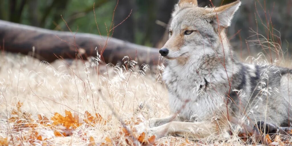 Why coyotes won’t become the new wolves and what it has to do with moose and beaver