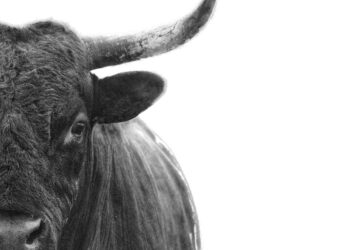 The bulls are too bullish: Bank of America warns 200-plus fund managers just triggered a contrarian ‘sell’ signal