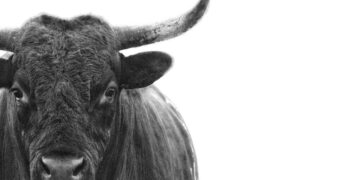 The bulls are too bullish: Bank of America warns 200-plus fund managers just triggered a contrarian ‘sell’ signal