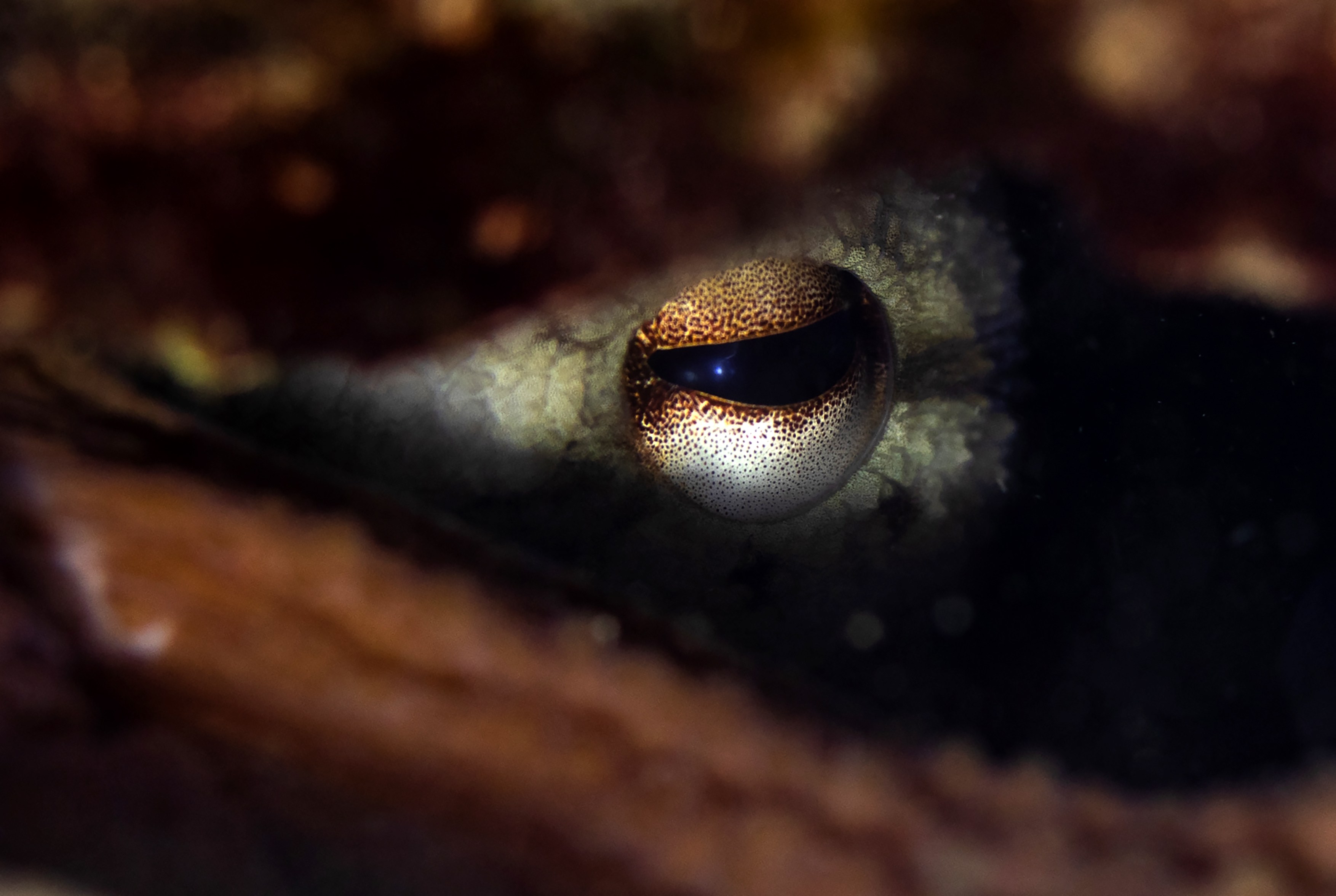 A close-up of an octopus’ eye while they shelter in a den.