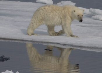 Climate change is rewriting polar bear DNA