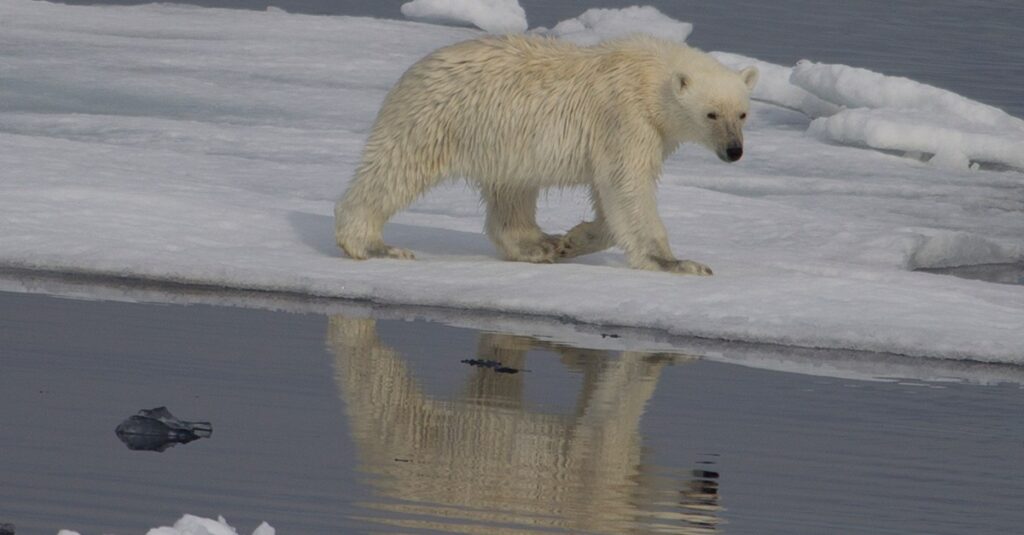Climate change is rewriting polar bear DNA
