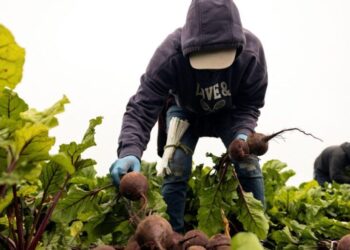 Rich, western countries face a stark choice: 6-day workweeks or more immigration, top economist warns