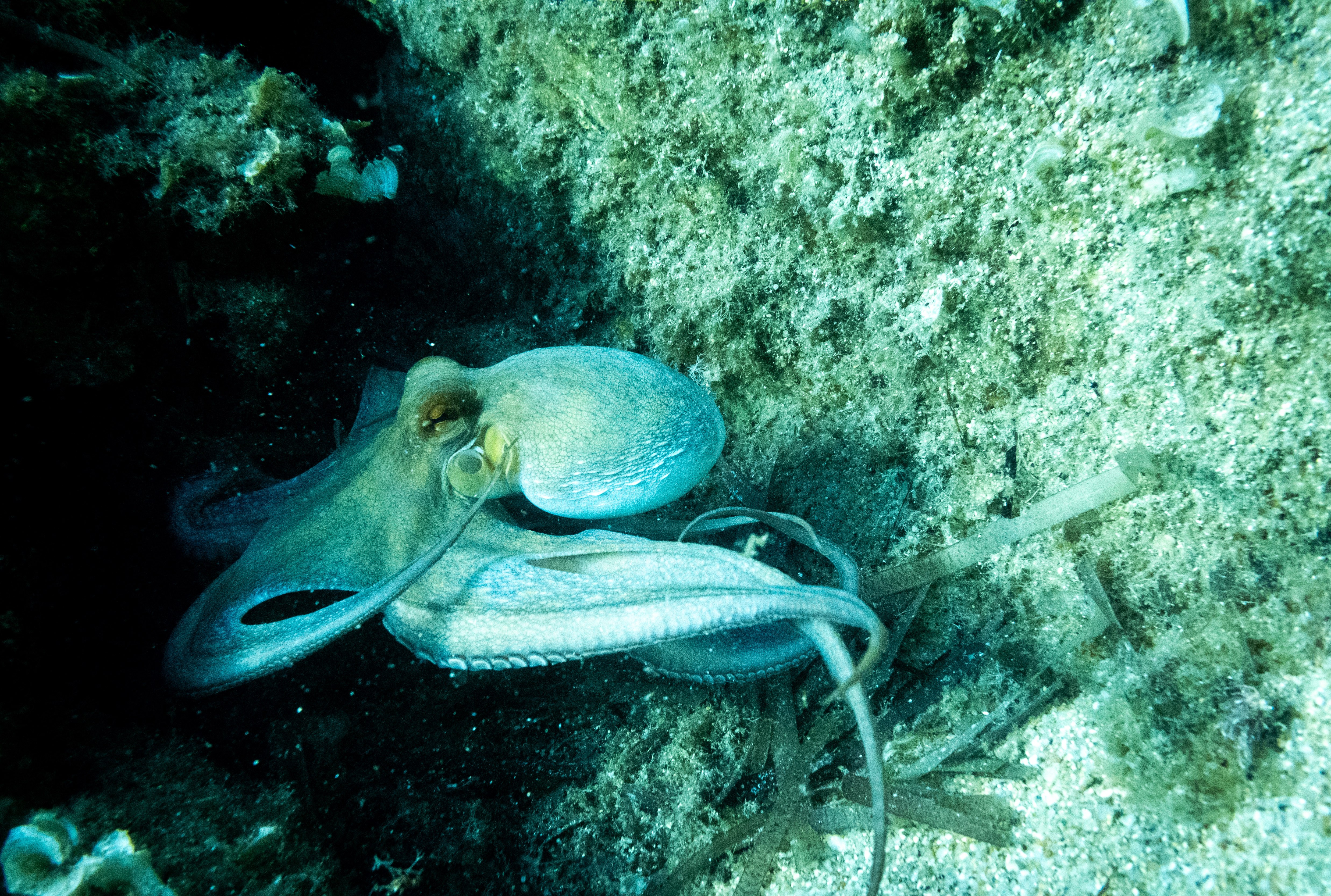 A blue octopus swimming near a rock.