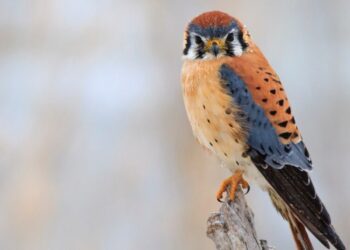 The fascinating link between cherry pie and this bird