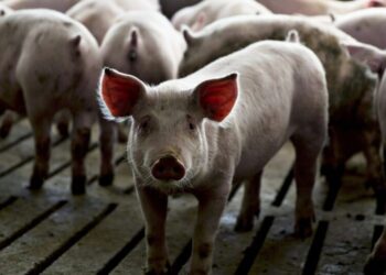 The alarming rise in antibiotic use by the meat industry