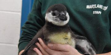 Endangered African penguin chicks hatch at Maryland Zoo