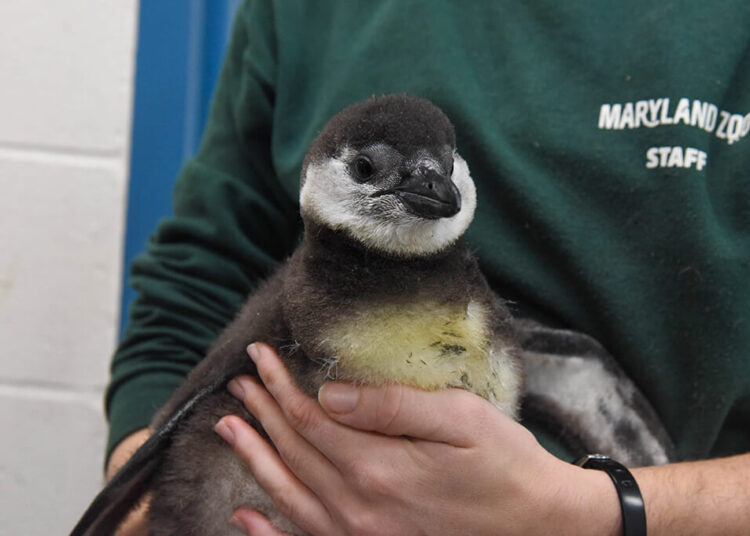 Endangered African penguin chicks hatch at Maryland Zoo
