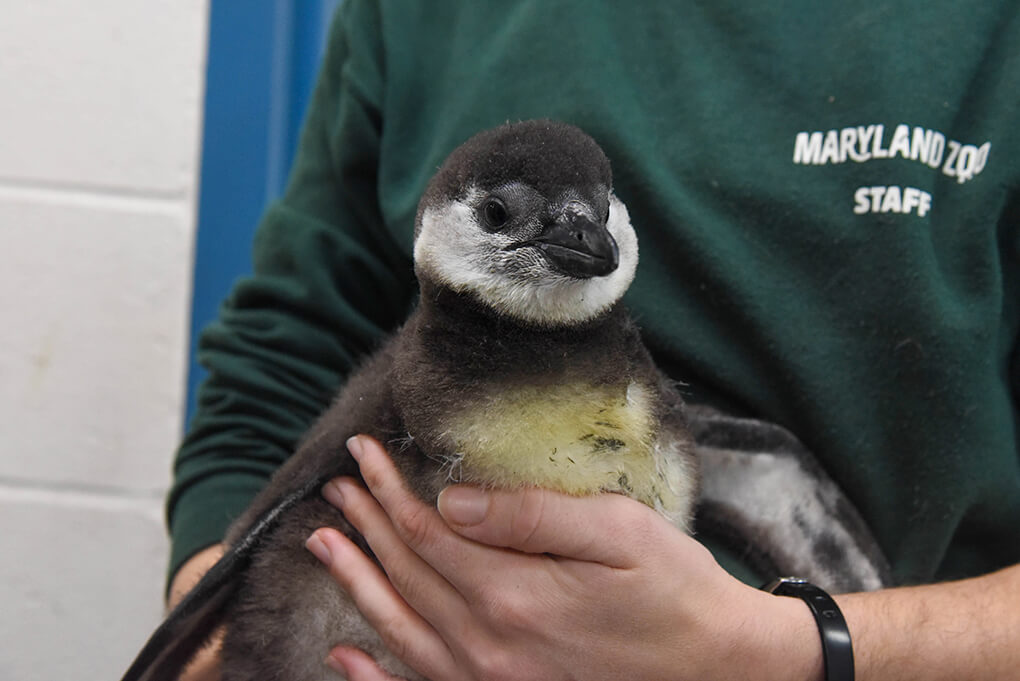 Endangered African penguin chicks hatch at Maryland Zoo