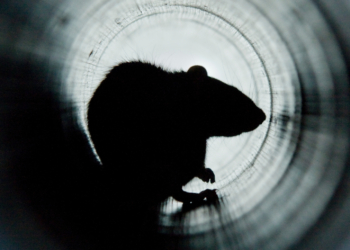 Heavy Rains Could Send Rats Crawling Out of Toilets in Washington State