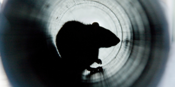 Heavy Rains Could Send Rats Crawling Out of Toilets in Washington State