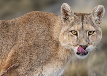 How a Penguin Buffet Changed the Way Patagonia’s Pumas Live