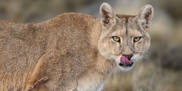How a Penguin Buffet Changed the Way Patagonia’s Pumas Live