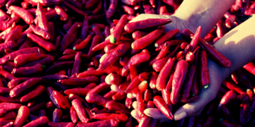 How a Viral ‘Free Peppers’ Post Caused Mass Looting of Farmers’ Fields