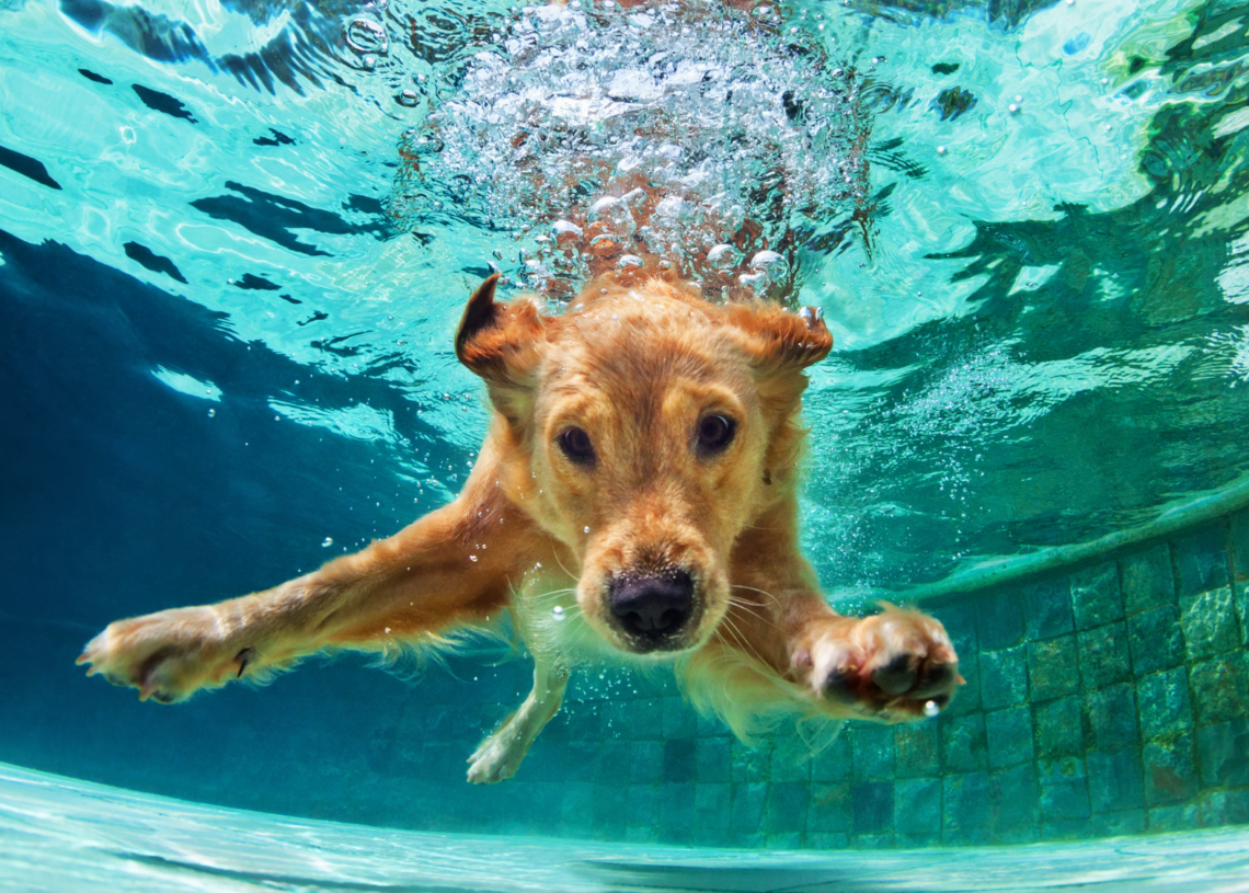 Humans Have a Weirdly Strong Genetic Link to Golden Retrievers
