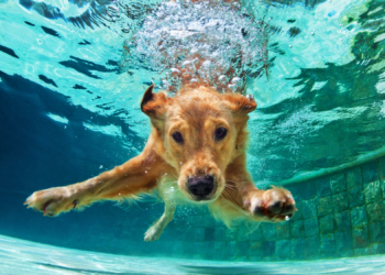 Humans Have a Weirdly Strong Genetic Link to Golden Retrievers