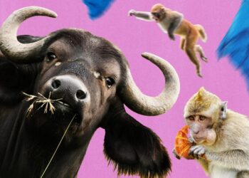 Bad monkey! Travelers share wild tales of animal encounters.