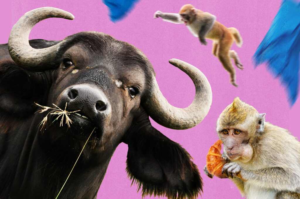 Bad monkey! Travelers share wild tales of animal encounters.