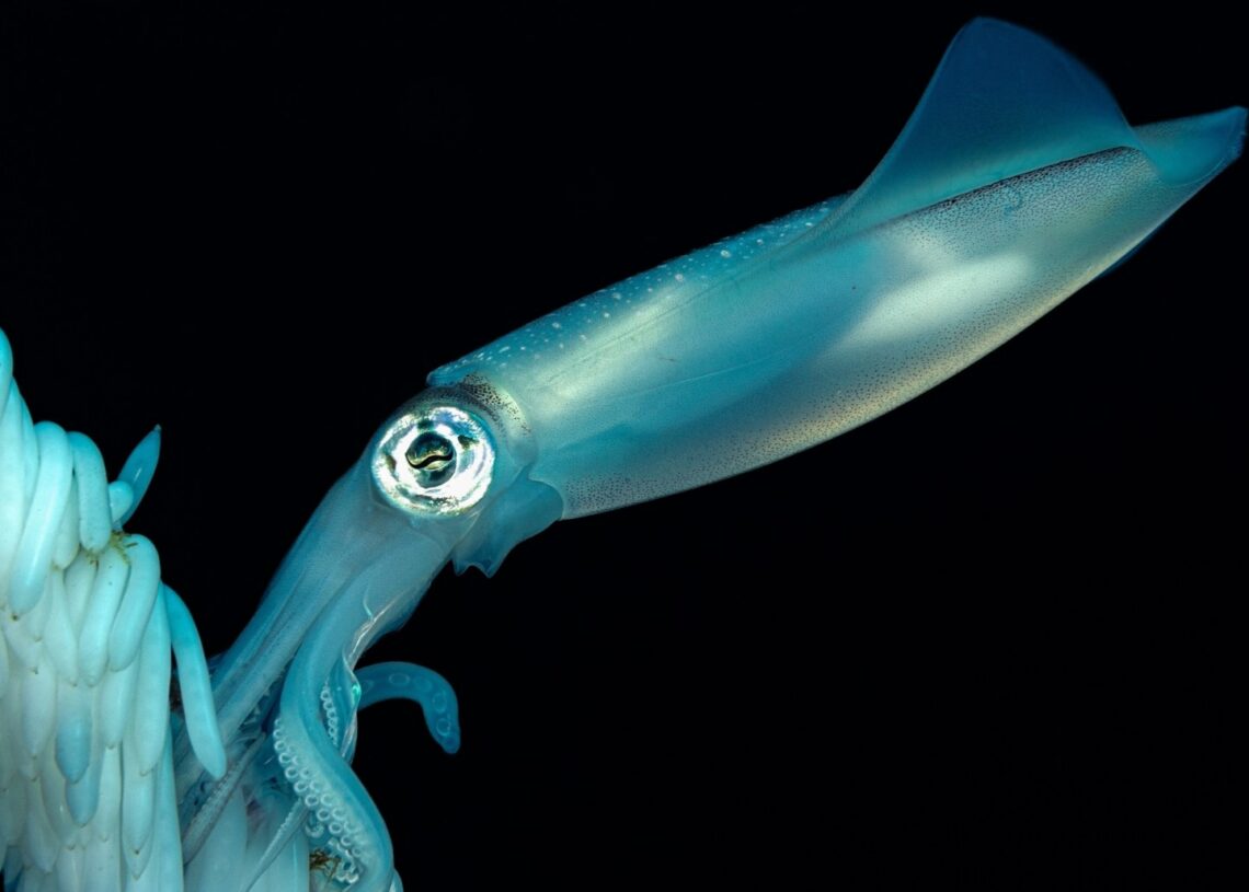Incredible Footage Shows a Squid Pretending to Be Deep-Sea Plant Life