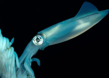 Incredible Footage Shows a Squid Pretending to Be Deep-Sea Plant Life