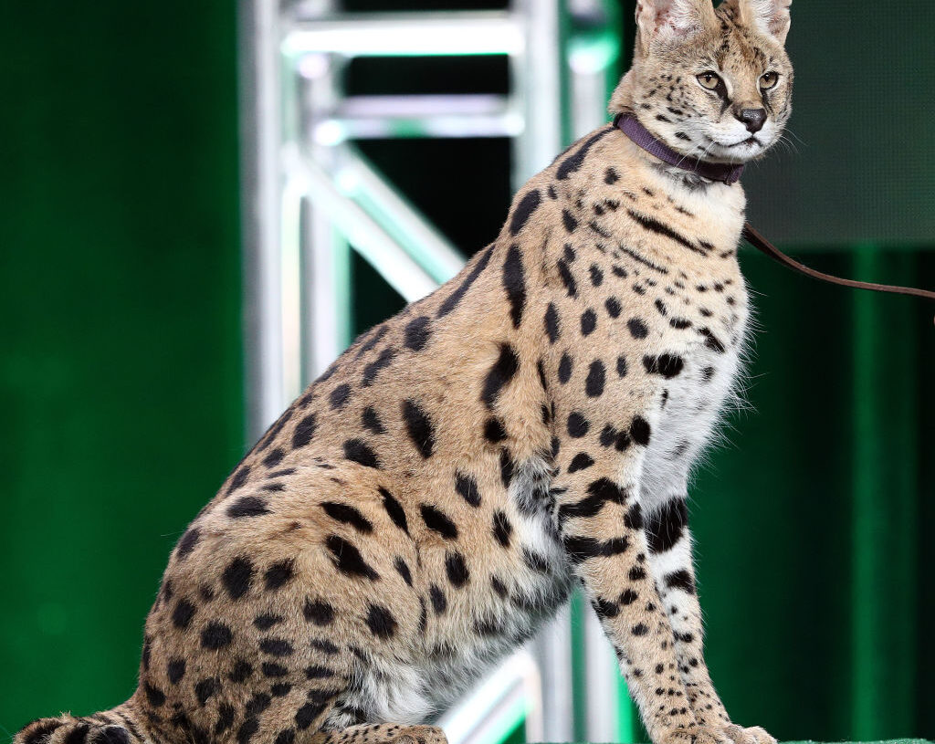 Wild cats found on the loose in upscale Baltimore neighborhood