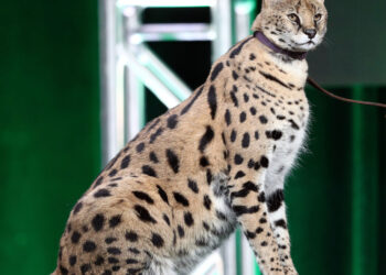 Wild cats found on the loose in upscale Baltimore neighborhood