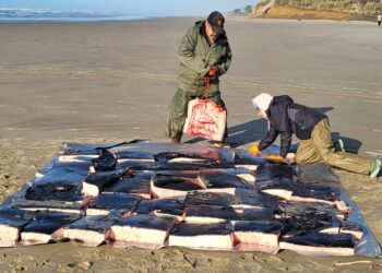 Oregon tribe harvests its first whale in generations