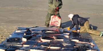 Oregon tribe harvests its first whale in generations