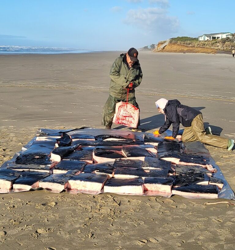 Oregon tribe harvests its first whale in generations