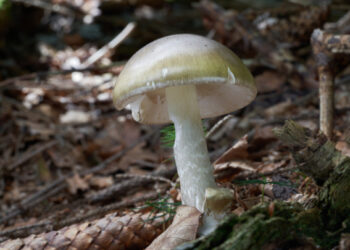 California advises against mushroom foraging after string of serious poisonings