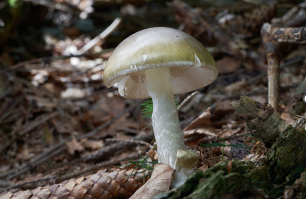 California advises against mushroom foraging after string of serious poisonings