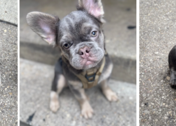 French bulldog puppies stolen at gunpoint during D.C. apartment break-in
