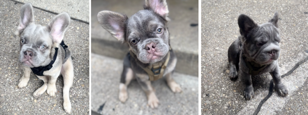 French bulldog puppies stolen at gunpoint during D.C. apartment break-in