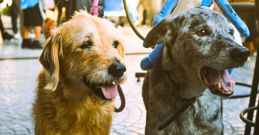 Massive Study of 47,000 Dogs Reveals How Their Behavior Changes With Age